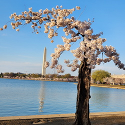 DC