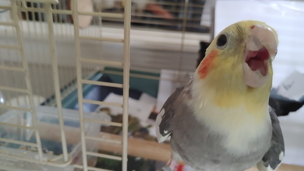 FB KIWI (2)