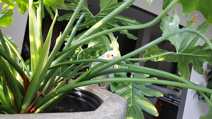 Kiwi Plants