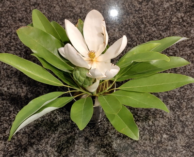 FB Plants 8